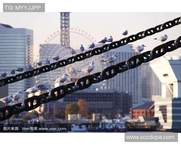 横滨海鸥迎战京都队全力争胜展现球队实力与激情