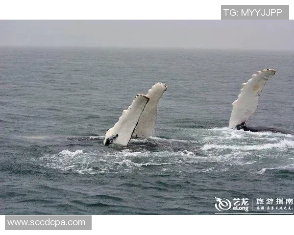 名古屋鲸与扎幌的激烈对决展现足球魅力与团队精神